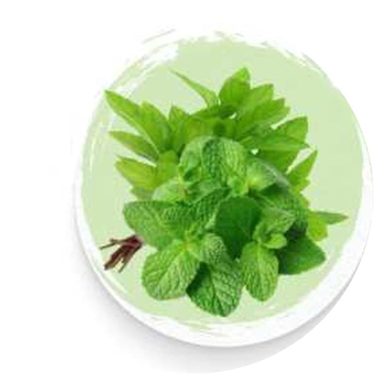 Dried Mint Leaves