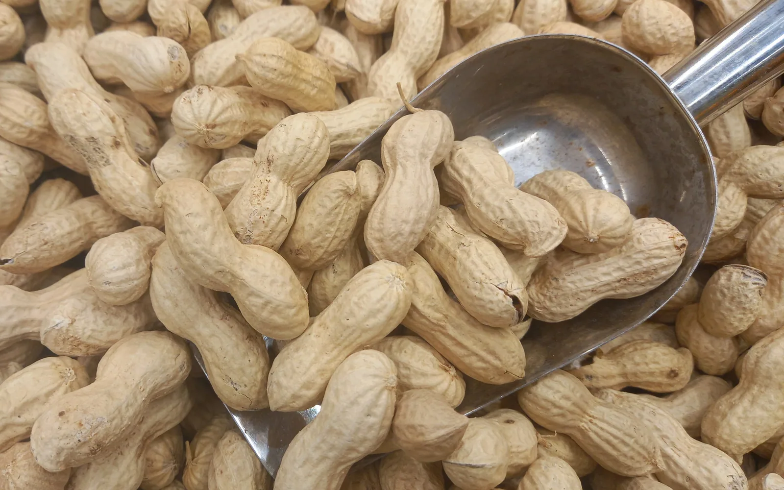 Buying Indian groundnuts under the APEDA procedure