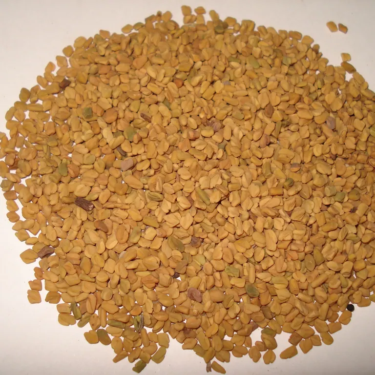 Fenugreek Seed