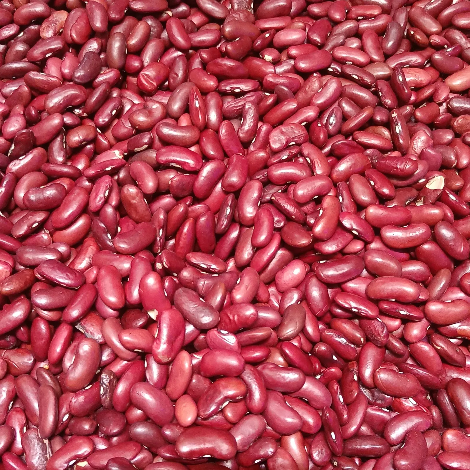 Kidney Beans (Rajma)